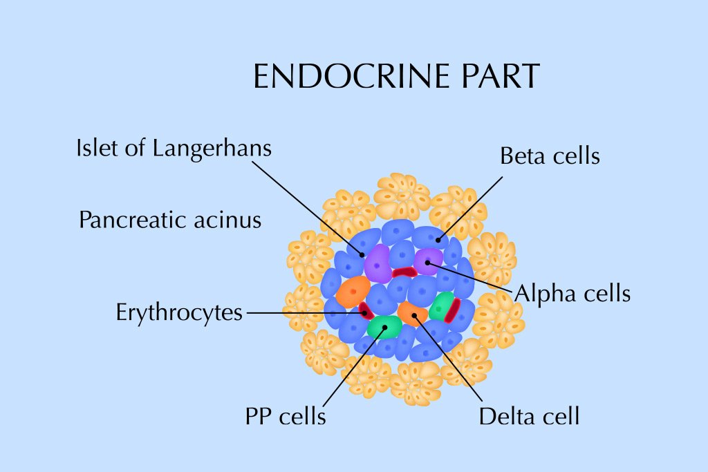 dr-anand-vijai-endocrine-pancreatic-cancer