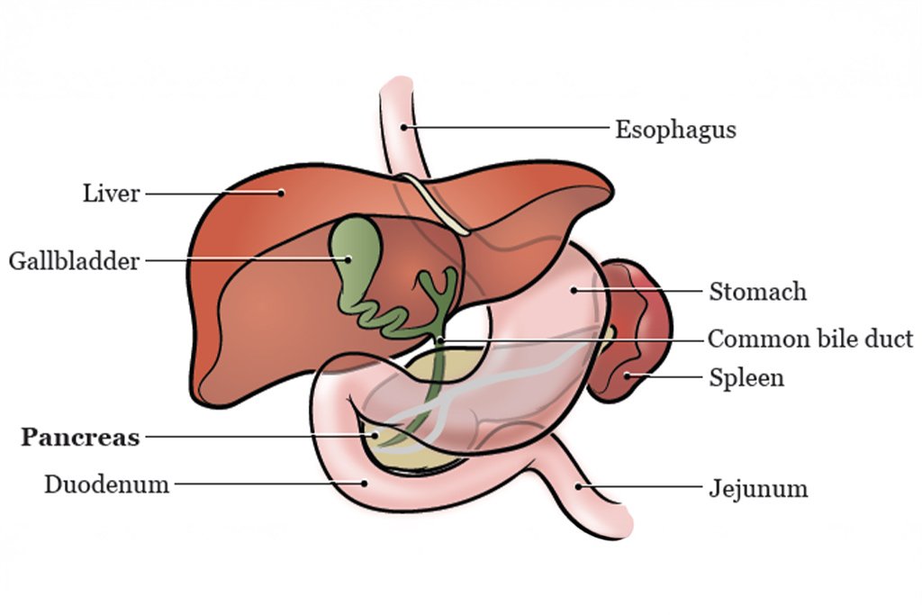 dr-anand-vijai-total-pancreatectomy